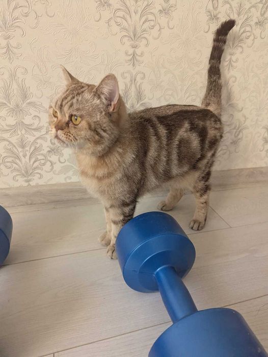 Необычная кошечка ищет дом