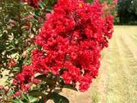 Liliac indian rosu Lagerstroemia roz violet alb