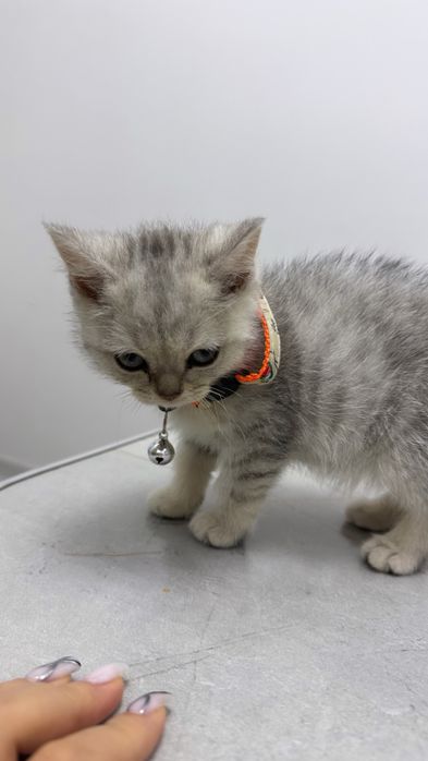 мушукча сотилади