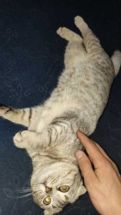 Skotish Fold sotiladi