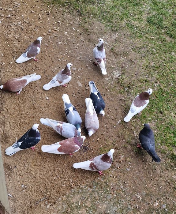 Porumbei jucători rolari de Birmingham