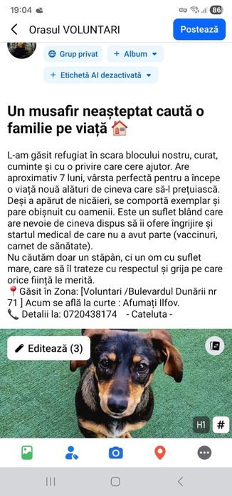 Cățeluș Teckel caută o casă iubitoare