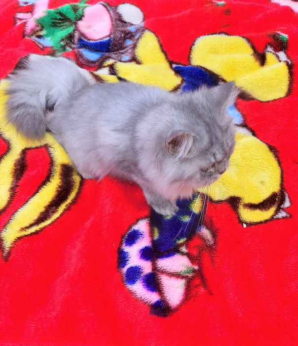 British longhair