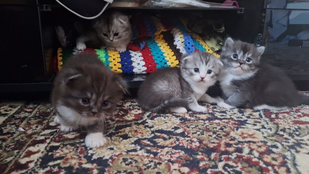 Продаются котята от правильный вязки