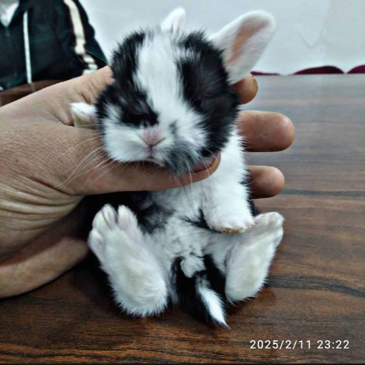 Karlikoviy quyonlar sotiladi