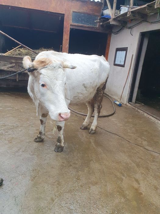 Vand vaca pentru abator