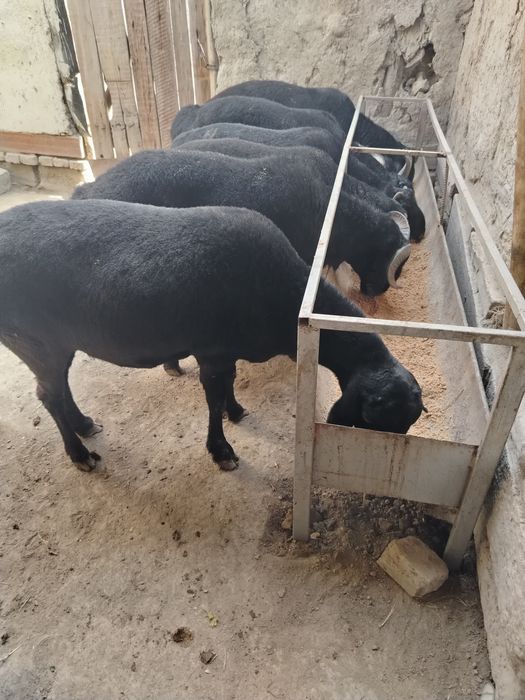 Bahorgi qo'chqor barralar