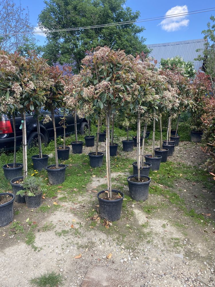 Photinia red robin spalier