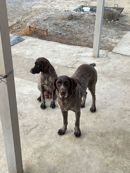 Иттер жогалды көргендер болса сүйіншісі бар