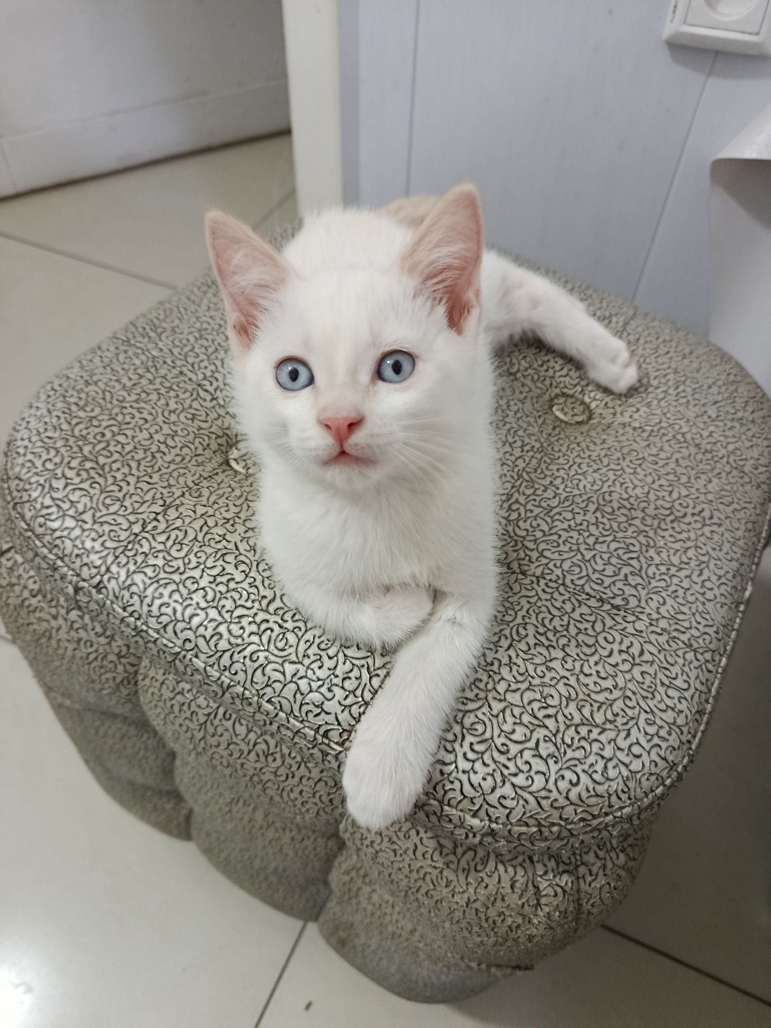Котик милый голубые глазки