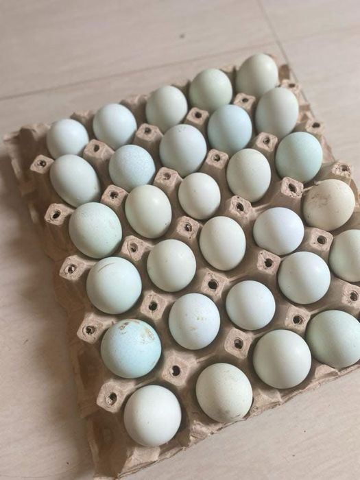 Vând ouă de incubat araucana