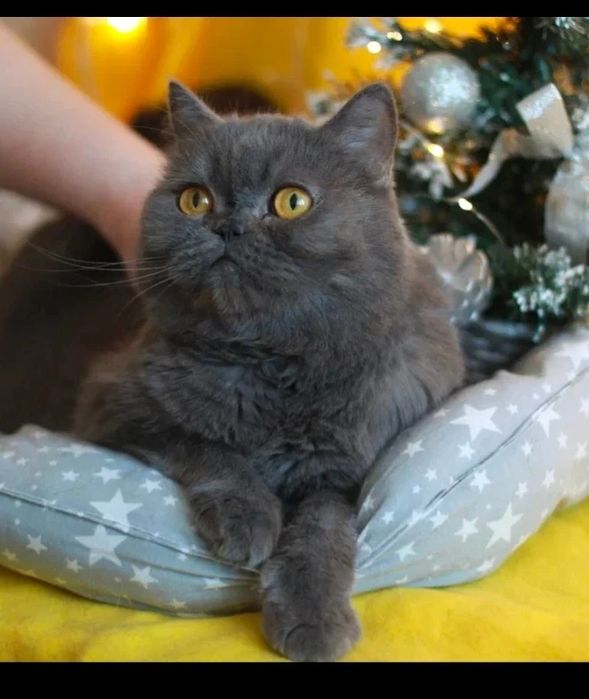 Отдам кошку в добрые руки