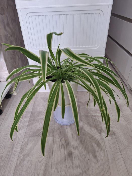 Продам Хлорофитум Хохлатый