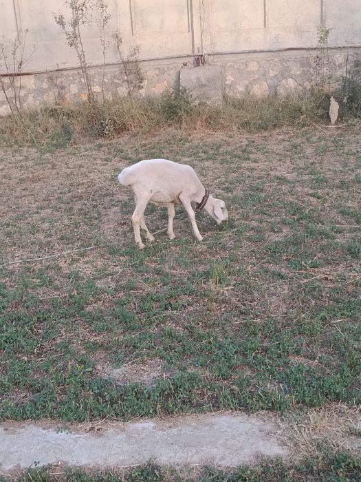 Кучкор барар сотилади