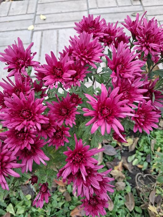 Цветы комнатные с доставкой