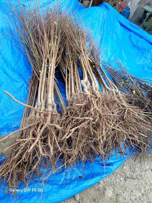 Ciresi, Arbusti, Prun top taste, top hit, diverse soiuri calitate 1