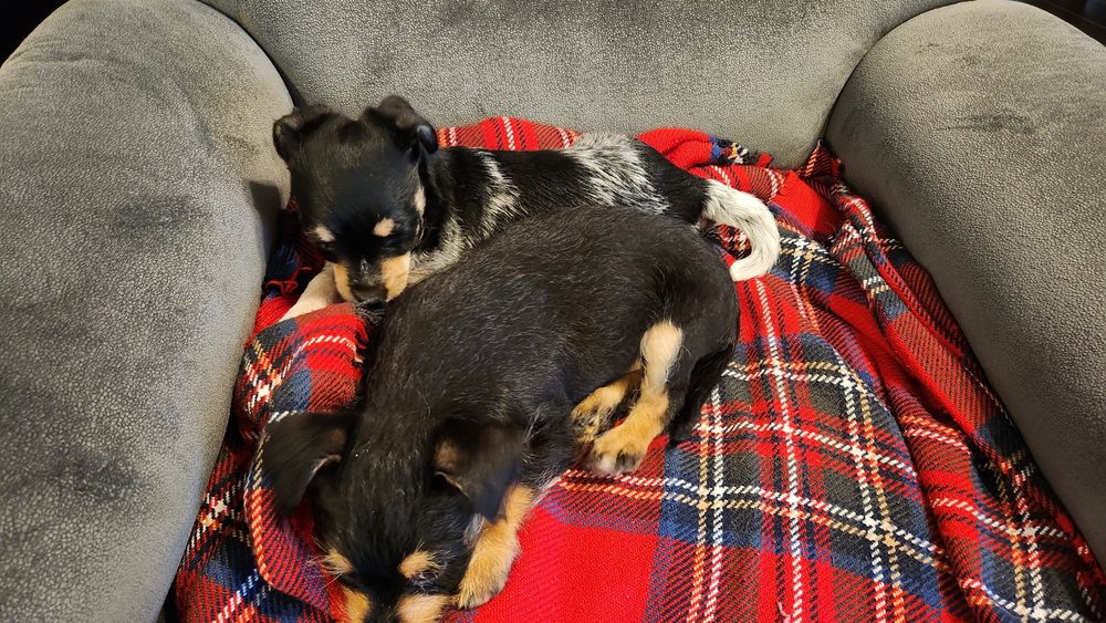 Pui metis pinscher pitic