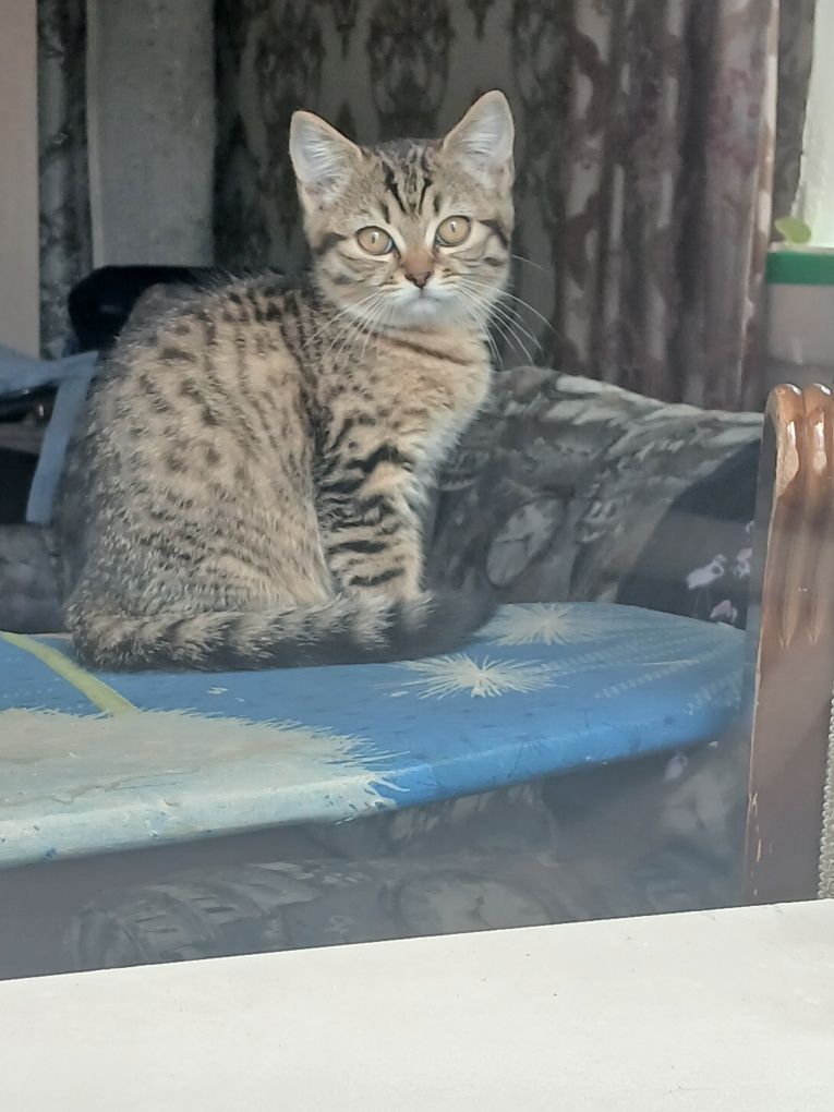 Продам котят британских