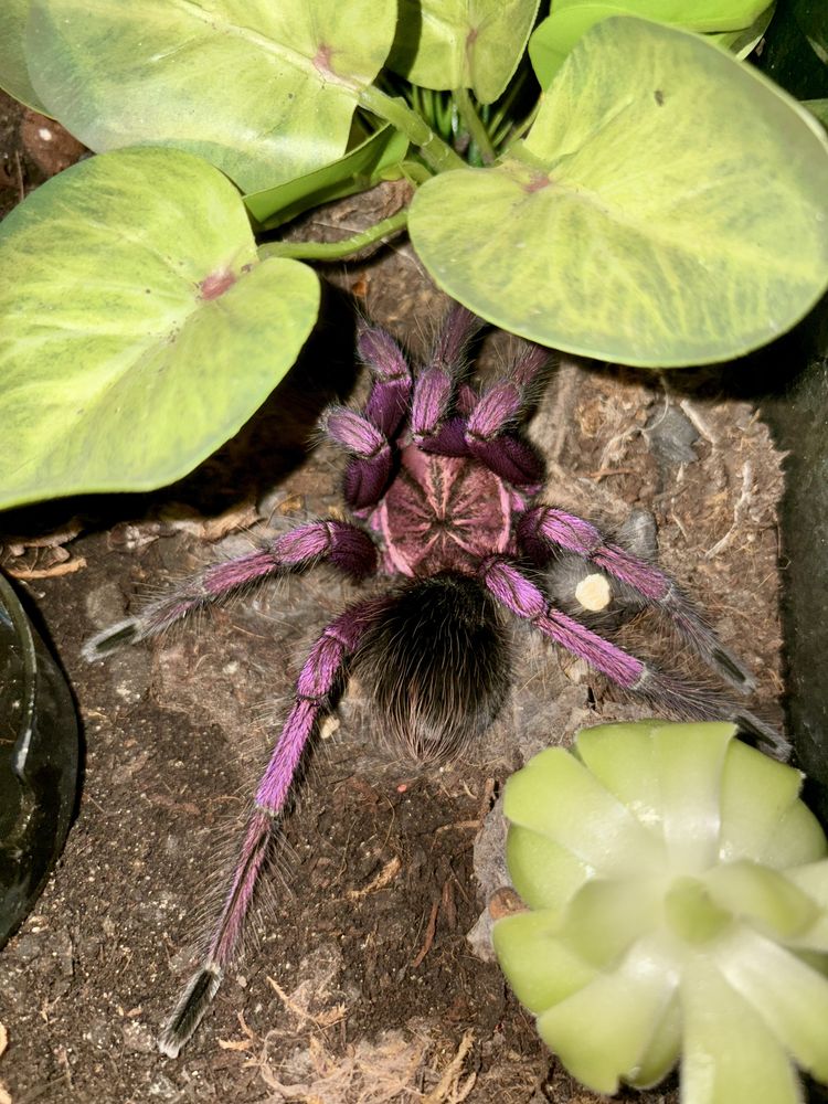 Pamphobeteus sp. machala Mascul Matur