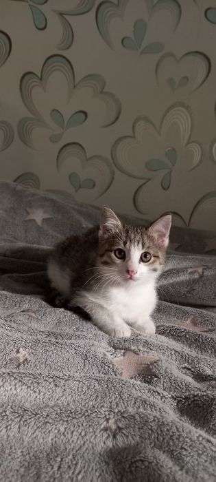 Отдам бесплатно котёнка в добрые руки!