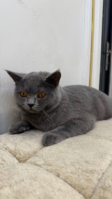 Britanskiy qoni toza