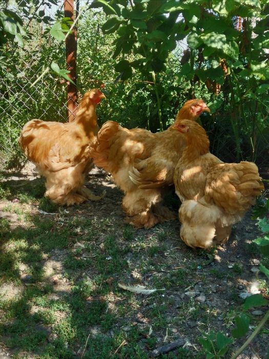 Cochinchina urias galben