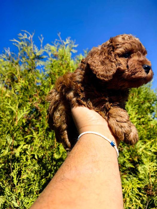 1 момче Той Пудел