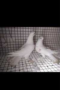 Продам голубей породистых