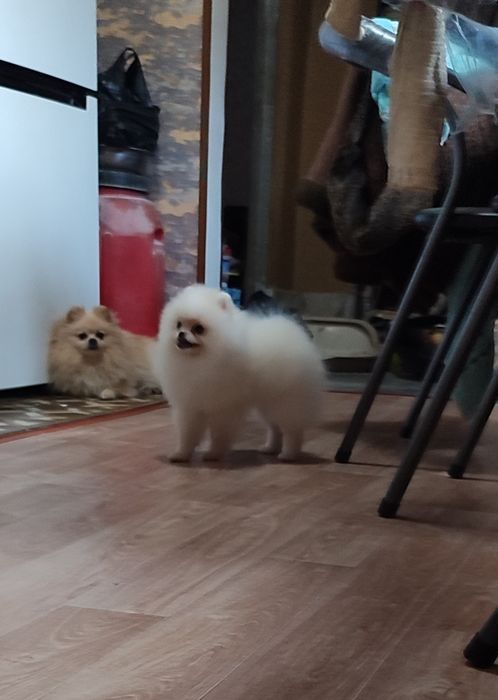 Немецкий шпиц малый