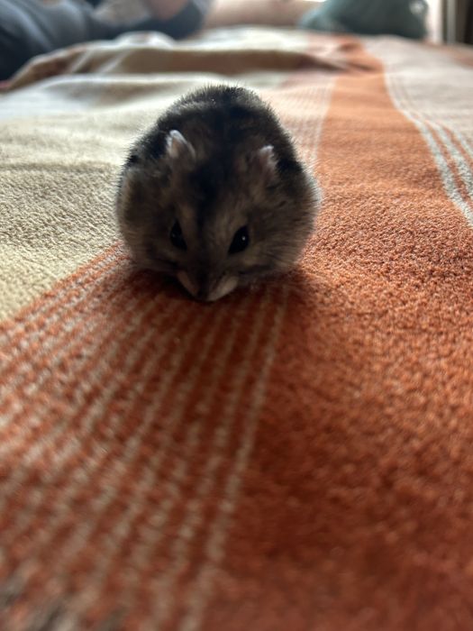 Отдам хомяка даром