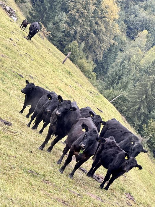 „Vând vaci Angus cu pedigree, sănătoase,rasă pură