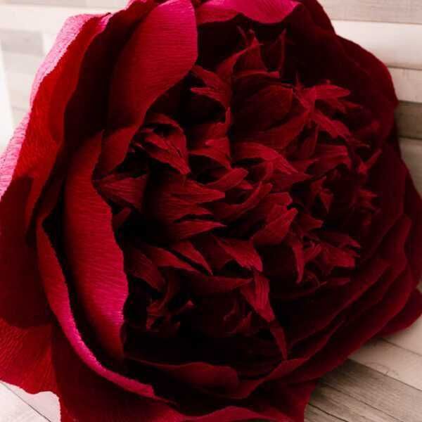 Rizomi ( bulbi) de Bujor Nobil Gigant, pt plantat, Alb, Roz, Rosu