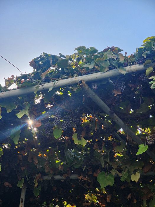 Виноград сорта Изабелла, узум Изабела