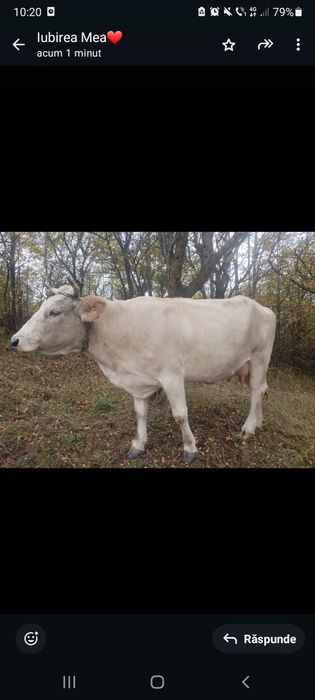 Vacă tânără de 5 vitei