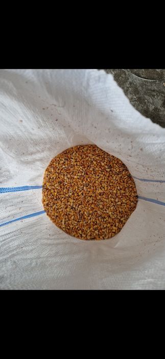 Porumb boabe adus acasa