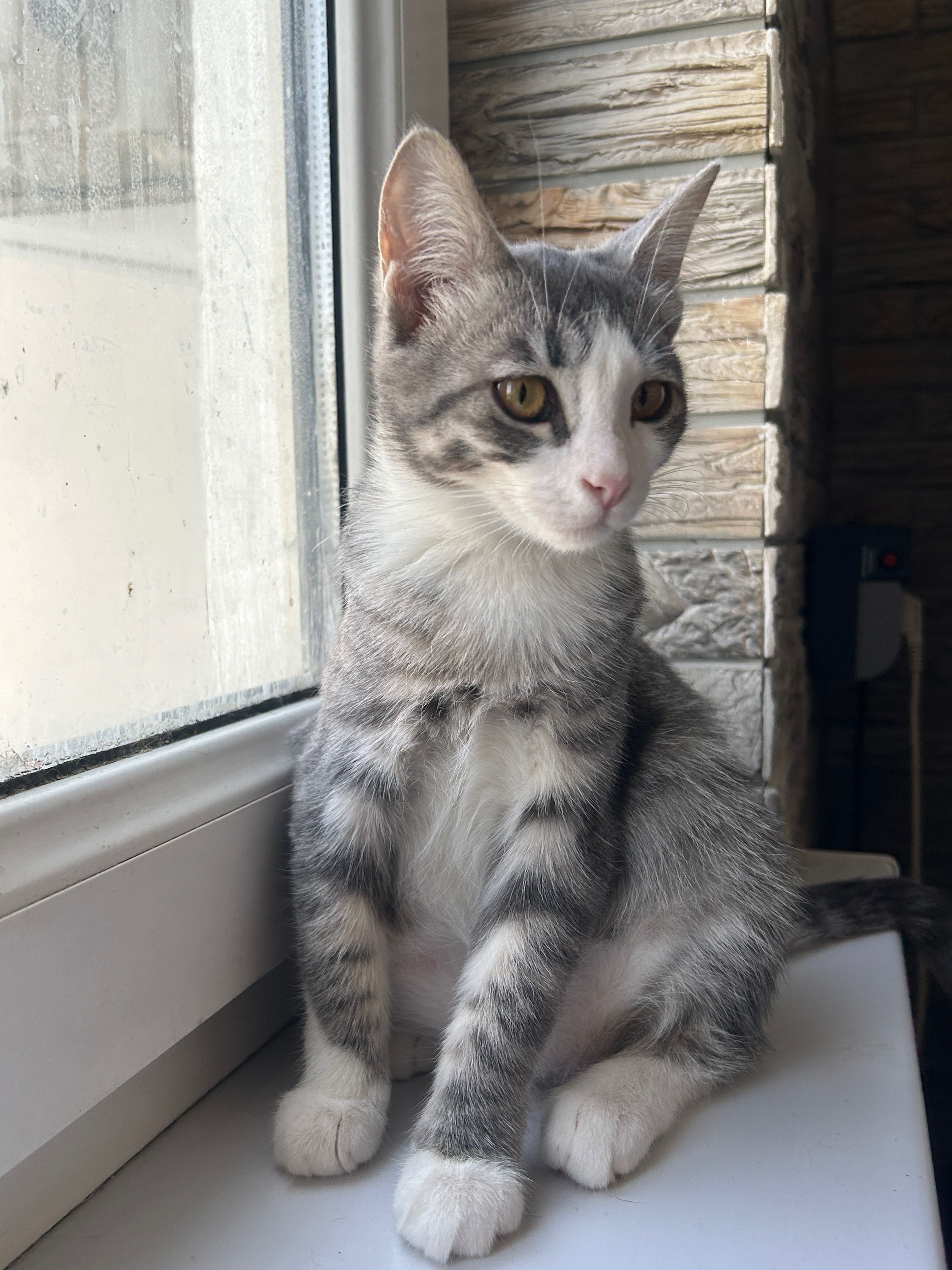 Домашние котята в добрые руки!