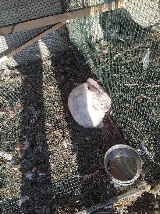 De vânzare femele Rex pitic