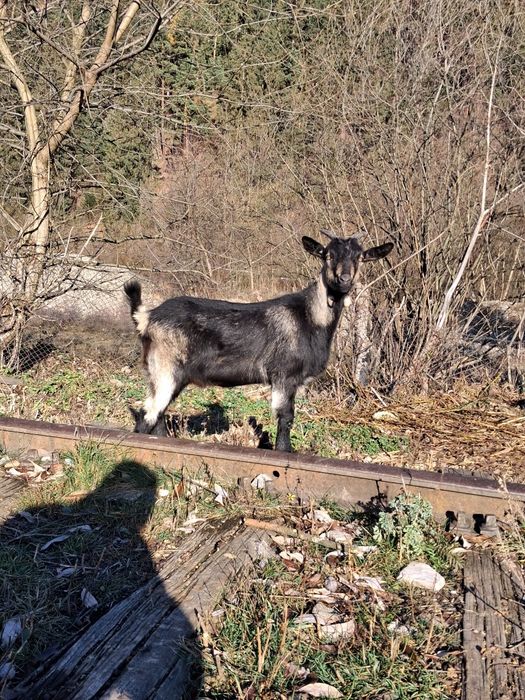 Vând un tap de 2 ani si 2 iedute