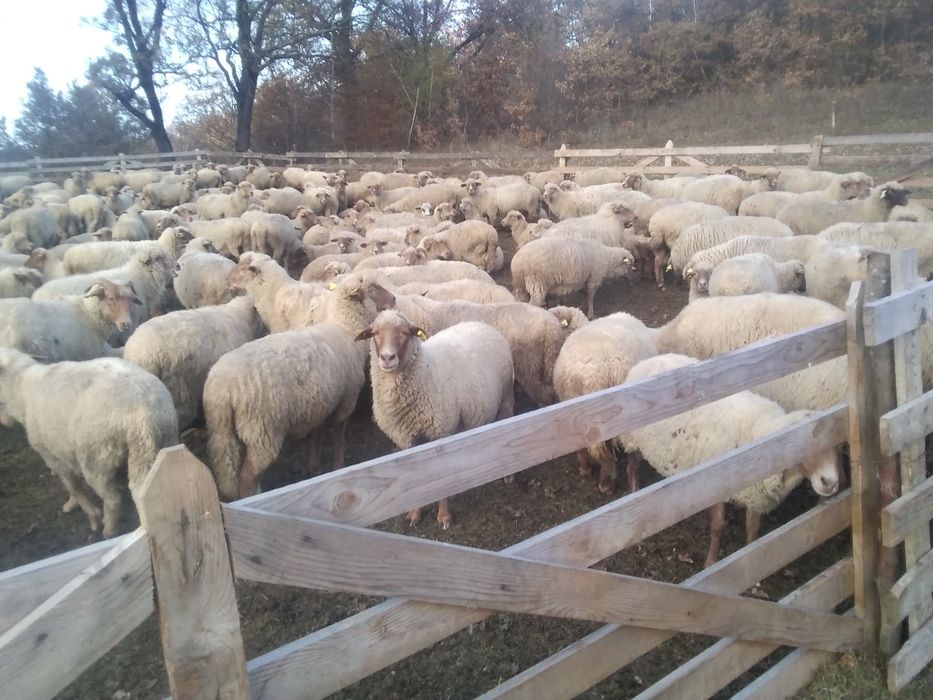 Oi țigaie de vănzare