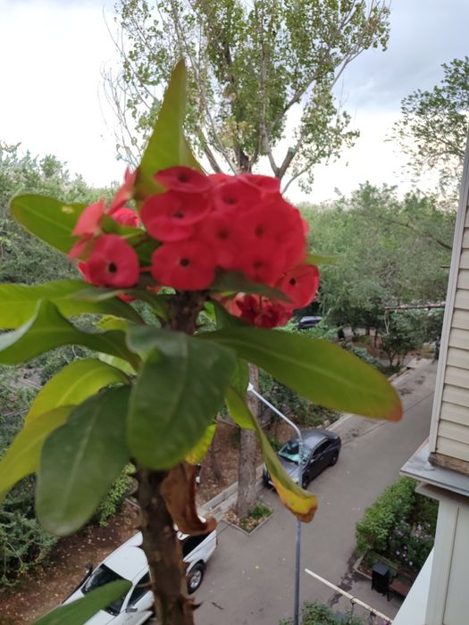 мурайя, молочай миля декоративное растение