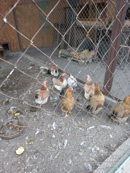 Продам породистых кур