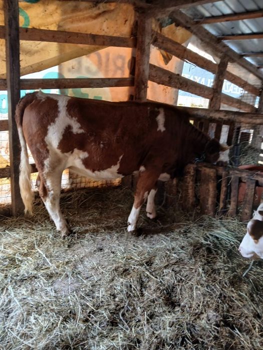 Vând junincă gestantă