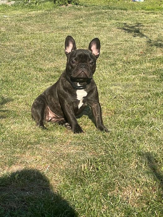 Френски булдог (женско)