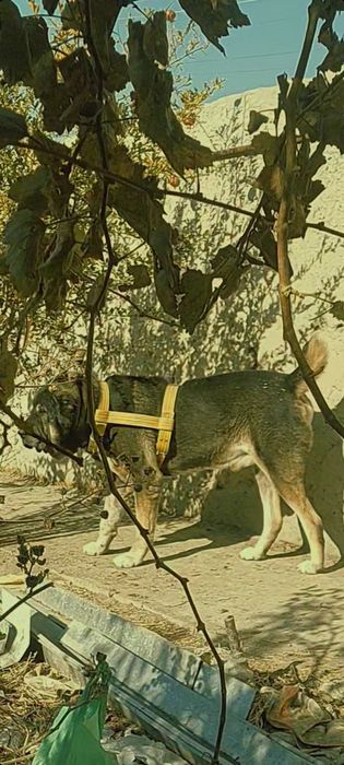 Алабай, болари,тоза зот!