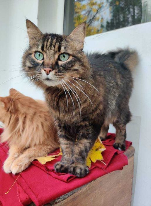 Motan iubitor caută om iubitor