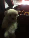 Bichon maltez alb talie mica