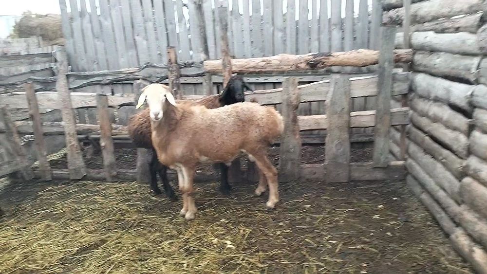 Продам рыжего кошкара