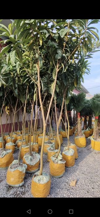 Mushmulla yoki kavkaz origi optom