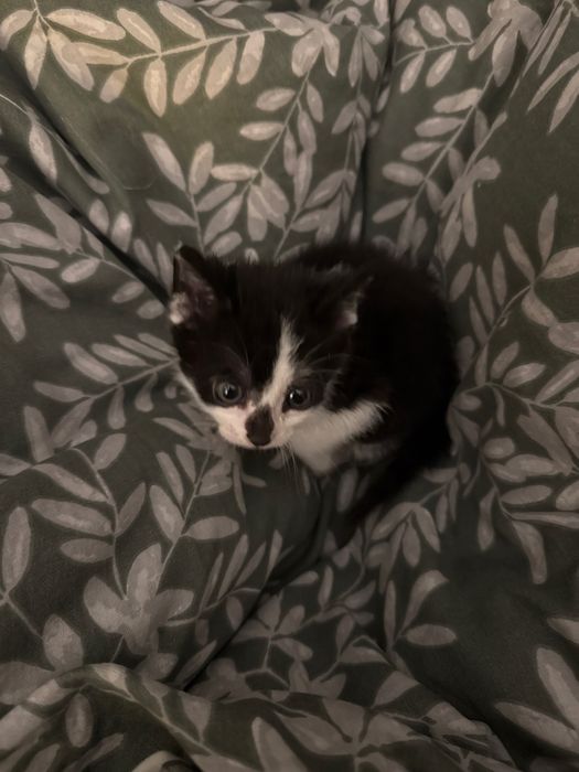 Подарявам котенце