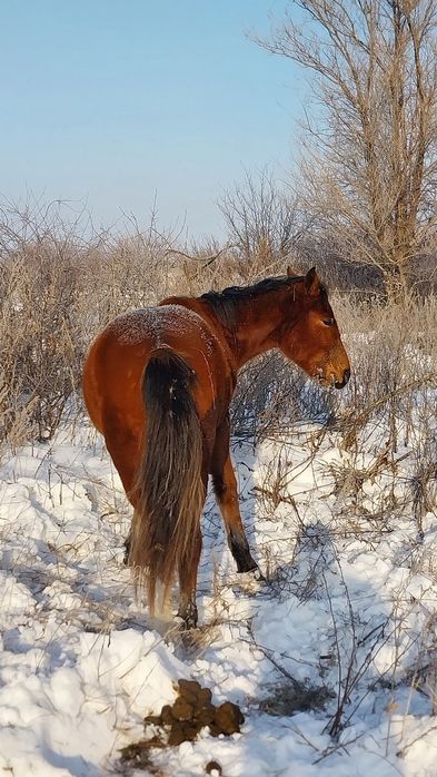 Продам жеребчика 1.7  п. ПЕРВОМАЙСКИЙ
